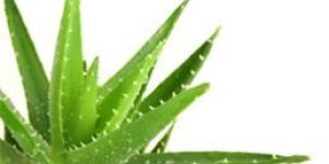 Aloe Vera Plants