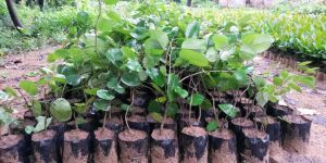 Sandalwood Plants