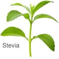 Stevia Plants