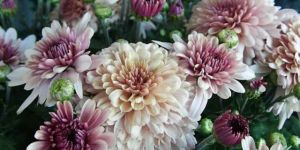 Chrysanthemum Plant