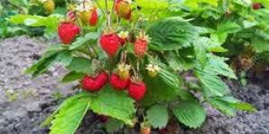 Strawberry Plant