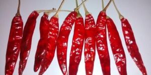 S4 Sanam Red Chilli
