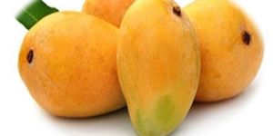 Fresh Mango