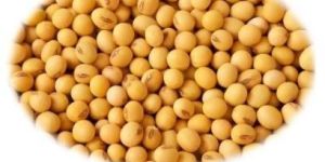 Soybean Seeds