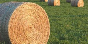 Alfalfa Hay Bales
