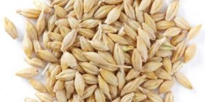 Barley Seeds