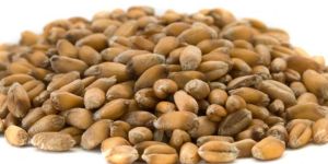 Wheat Seeds