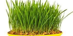 Wheatgrass Seeds