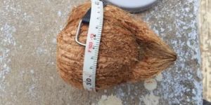 Coconut