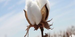 Raw Cotton