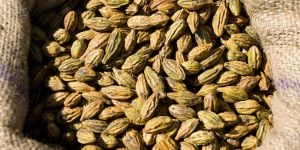 Dried Terminalia Chebula