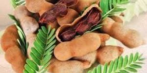 Tamarindus Indica