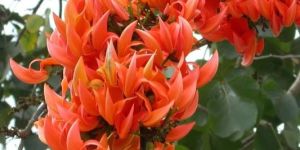 Woodfordia Fruticosa