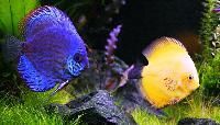 Ornamental Fish