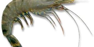 Black Tiger Prawns