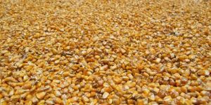 Corn Seeds