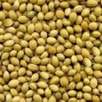 Coriander Seeds