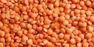 Red Lentils