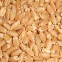 Wheat Seeds