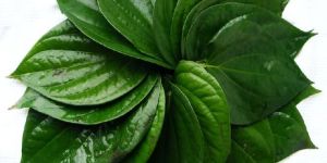 Fresh Betel Leaves