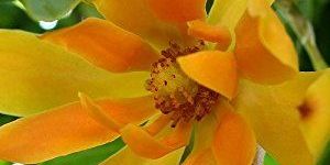 Fresh Michelia Flowers