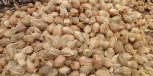 Husked Coconut