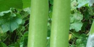 Fresh Bottle Gourd