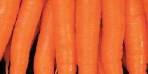 Fresh Carrot