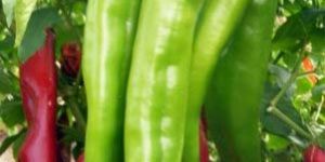 Fresh Green Chilli