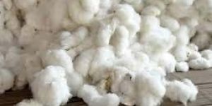 Raw Cotton