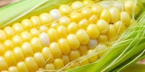 Sweet Corn
