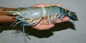 GALDA PRAWN