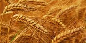 Wheat