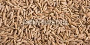 Cumin Seeds