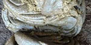 Cow Dung