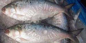 Fresh Hilsa Fish