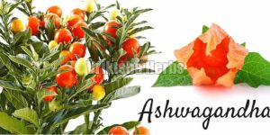 Ashwagandha