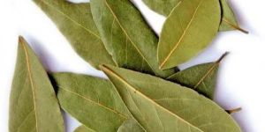 Bay Leaves