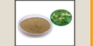 Phyllanthus Amarus Extract