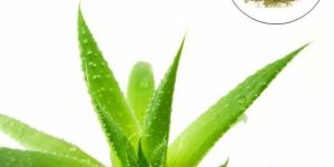 Aloe Vera Powder