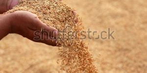 Paddy Rice