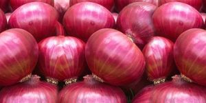 Fresh Red Onion