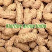 Groundnut