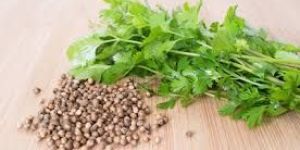 Coriander Oil (SE)