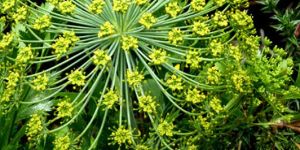 Galbanum Essential Oil