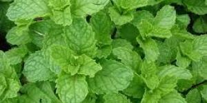 Mentha Spicata Oil