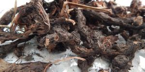 Nagarmotha Oil (Cypriol Oil)