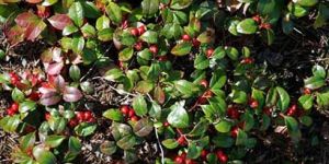 Wintergreen Oil