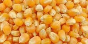 Yellow Maize Seeds