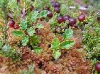 Forestry Plants Seeds
